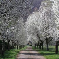 A sunlit path lined with blossoming Pyrus 'Bradford' Ornamental Pear trees leads to a small building in the distance.