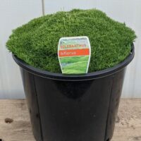Scleranthus biflorus 'Lime Lava' 8" Pot