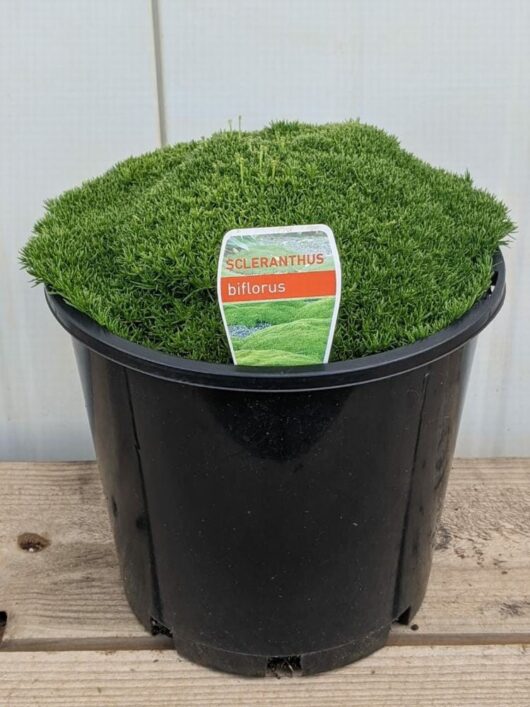 Scleranthus biflorus 'Lime Lava' 10" Pot