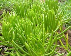 Lush green Senecio 'Lime Chalkstick' succulent plants, with slender, elongated leaves growing in a garden bed.