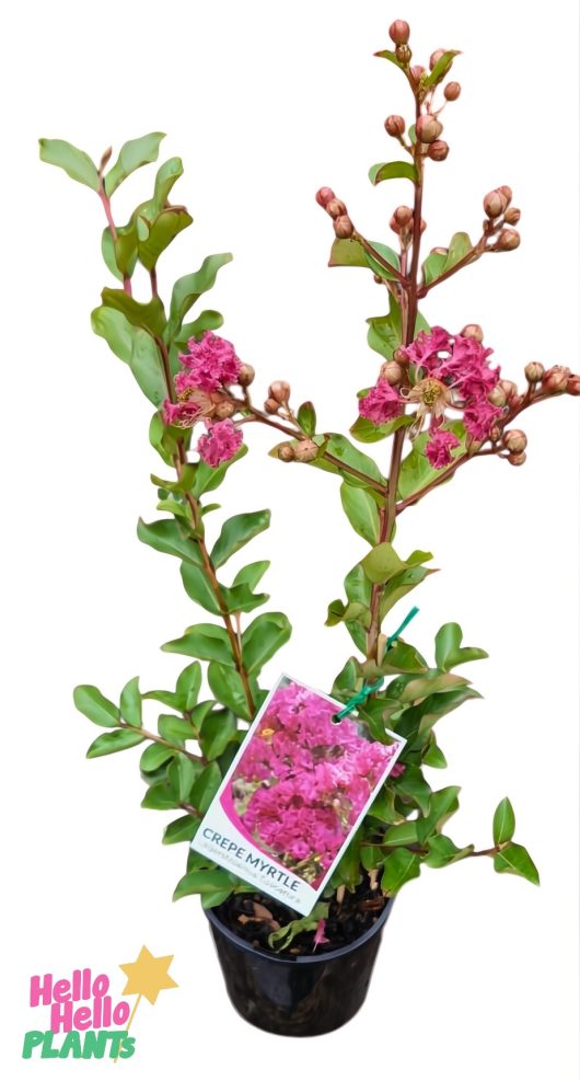 A 6" pot of Lagerstroemia 'Tuscarora' Crepe Myrtle features vibrant pink blooms and lush green leaves.