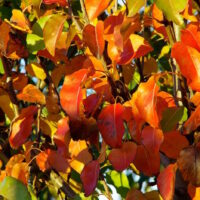 Red Spire Ornamental Pear