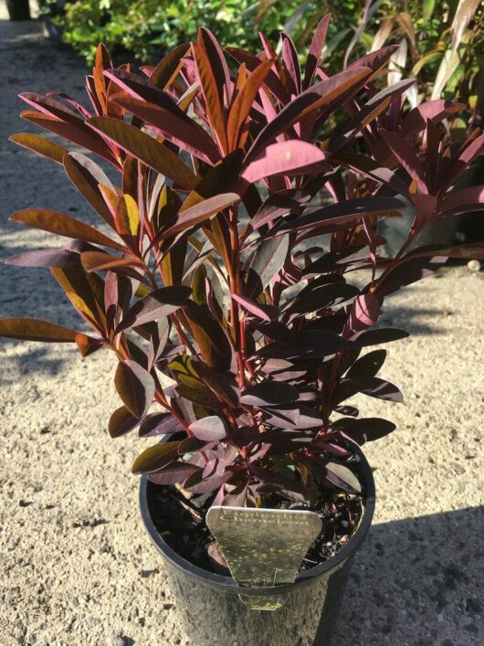 Euphorbia 'Chameleon' 6" Pot with purple leaves basking in sunlight.