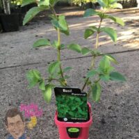 Basil 'Perennial' plant in a 3" red pot, labeled as suitable for winter.