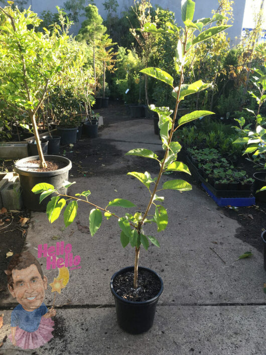 A Prunus 'Lapins' Cherry 10" Pot containing a young Prunus Lapins cherry tree placed on a paved path in a garden nursery with various plants in the background.