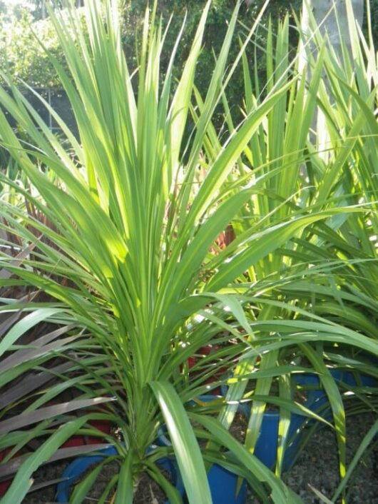 Vibrant green Cordyline 'Green Magic' plant in sunlight with a 6" blue pot in the background.
