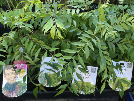 Young Murraya 'Curry Tree' 6" Pot plants for sale with labeled tags.