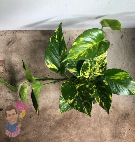 Epipremnum 'Devil's Ivy' 3" Pot, also known as Devil's Ivy, on a stained surface with illustrated stickers near its base.