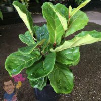 Potted Ficus 'Fiddle Leaf Fig' displayed on a gravel-covered surface.