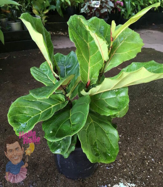 Potted Ficus 'Fiddle Leaf Fig' displayed on a gravel-covered surface.