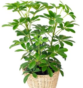 umbrella tree schefflera amate