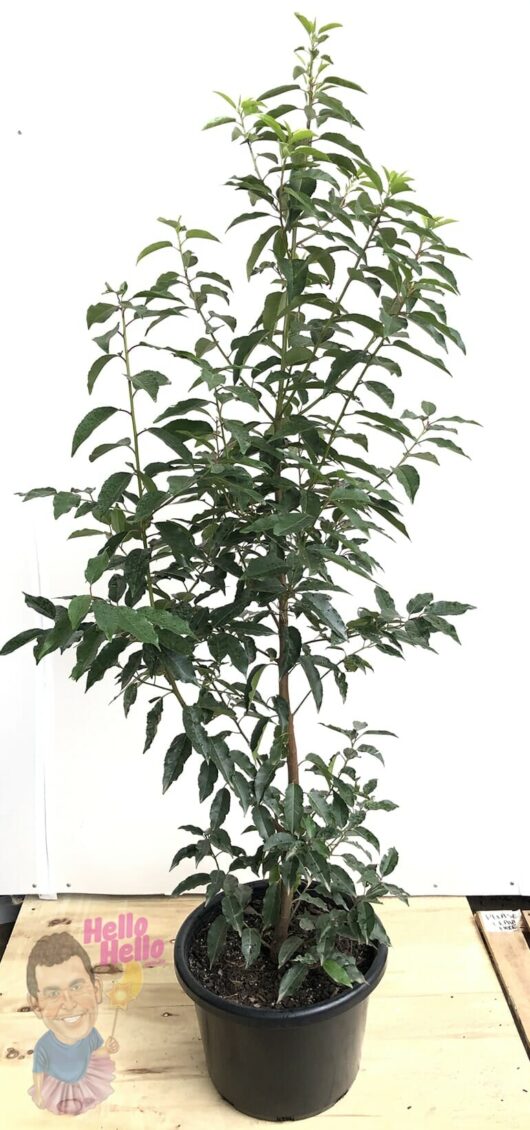 Prunus 'Portuguese Laurel' 16" Pot