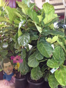 Lush green Ficus 'Fiddle Leaf Fig' potted plants with large leaves and a decorative item featuring a cartoon-like character's head placed among the foliage.