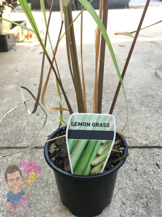 A Lemongrass 4" Pot with a label, placed on a concrete surface.