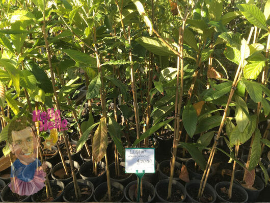 Eriobotrya japonica 'Loquat Tree' saplings for sale at a nursery, each in an 8" pot.