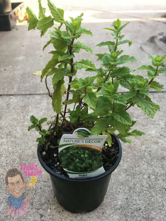 Mint 'Moroccan' 4" Pot with a "nature's decor" label, placed on a concrete surface.