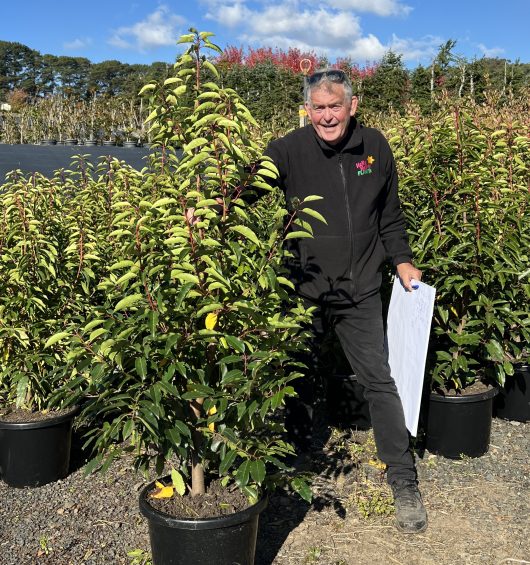 Prunus 'Portuguese Laurel' 16" Pot