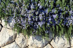 Rosmarinus 'Prostrate' Rosemary 10" Pot