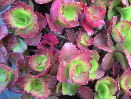 Close-up of green and red Phedimus Ruby Mantle 6" Pot succulent.