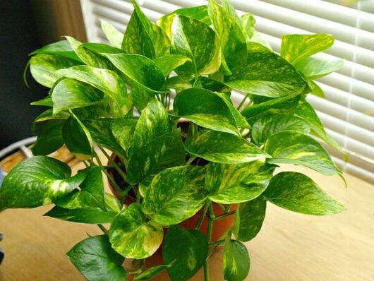 Potted Epipremnum 'Devil's Ivy' 3" Pot by a window with blinds.