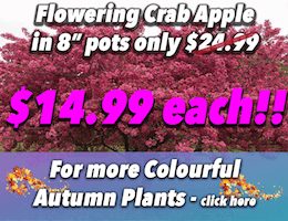 flowering-crab-apple-8inch