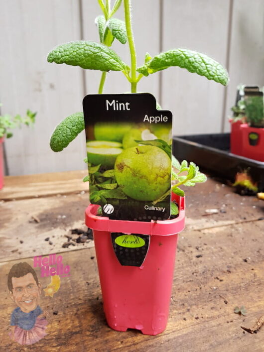 Apple Mint 3" Pot