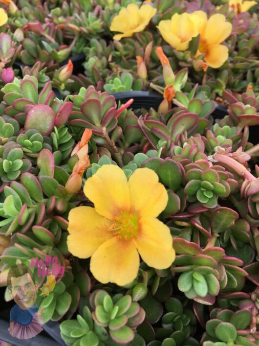 Portulaca "Sun Jewels"