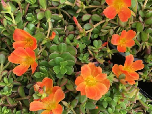 Vibrant orange Portulaca 'Sun Jewels' flowers blooming amidst a bed of green succulent leaves in a 6" Pot.