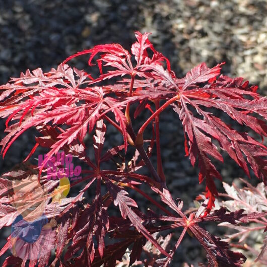 A close-up of a japanese maple with deep red leaves against a blurred background.