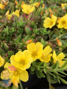 Portulaca "Sun Jewels"