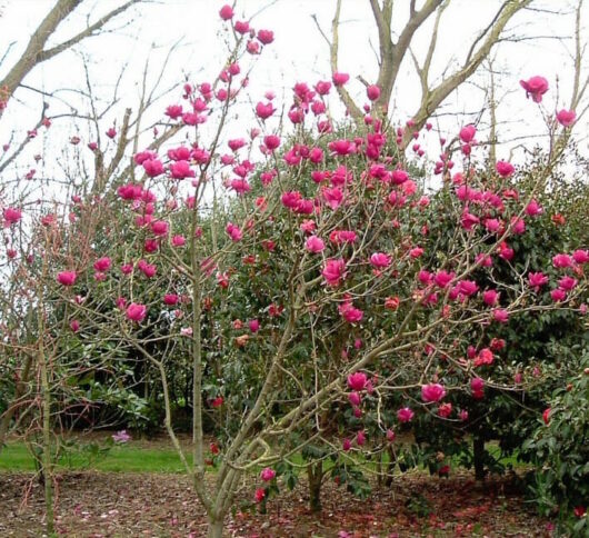 Magnolia 'Cleopatra™' trees in bloom with bright pink flowers.
