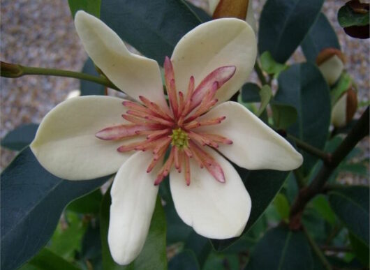 A Magnolia 'White Caviar' flower with pink-tipped stamens and green leaves in the background.