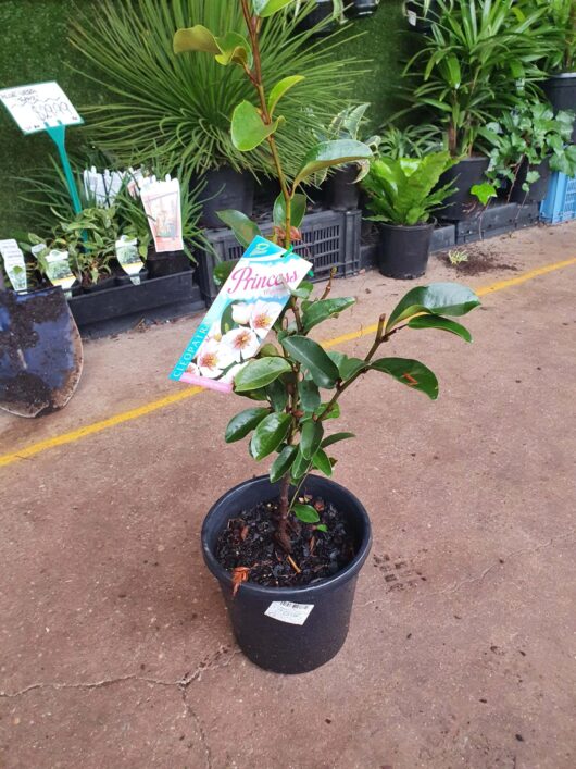 A potted plant labeled "Magnolia 'Princess Cleopatra' PBR 8" Pot" with green leaves and a few buds is placed on the concrete floor among other potted plants and gardening tools, in an 8” PBR pot, at a bustling plant nursery.