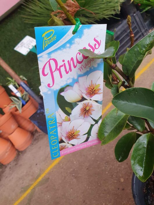 Plant tag hanging on a potted evergreen hedging Magnolia 'Princess Cleopatra' PBR 8" Pot labeled "Princess Magnolia" with a description and a brand logo in a garden center.