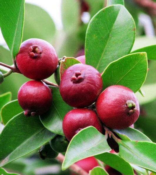 Close-up of ripe Psidium 'Strawberry/Cherry Guava' 10" Pot berries with green leaves.