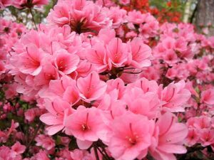 Cluster of bright pink Azalea kurume 'Kirin' 8" Pot flowers in bloom.