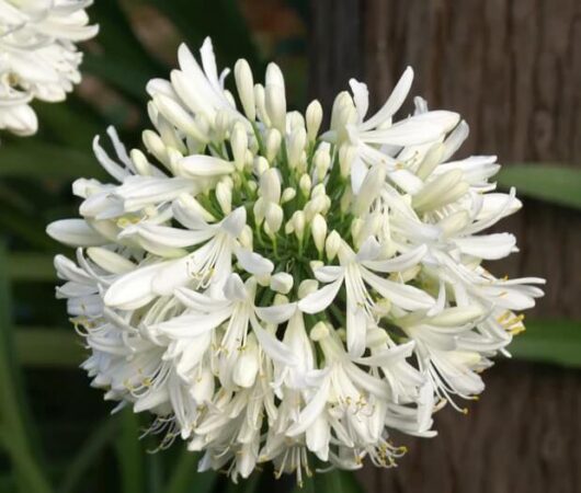 Agapanthus Snowball