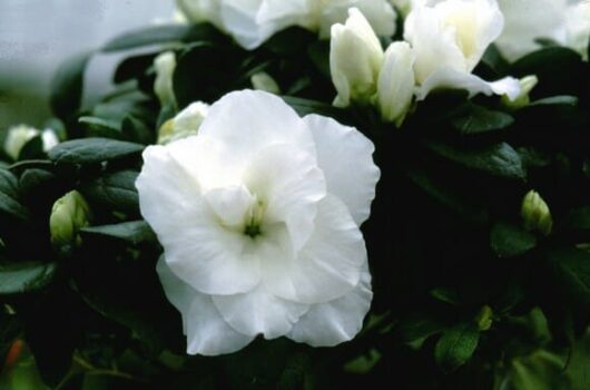 Azalea 'Aline' 7" Pot blossoms with green leaves in a 7" pot.