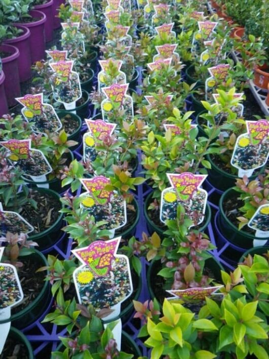 Rows of potted plants, featuring the vibrant Acmena 'Allyn Magic' Lilly Pilly in 6" pots with colorful tags, are displayed in a garden center.