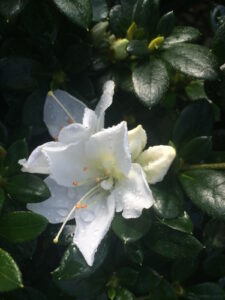 An Azalea 'White Dragon' flower with dewdrops on its petals surrounded by dark green leaves in a 7" pot.