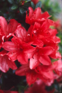 Vibrant red Azalea 'Red Dragon' 8" Pot blooms with dewdrops.