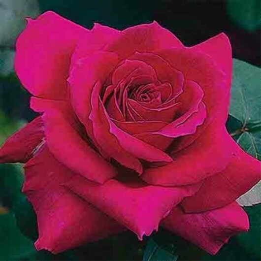 Close-up of a single, blooming Rose 'Big Purple' 2ft Standard with bright pink layered petals against a dark green background. This stunning beauty stands out like a big purple dream in the garden.