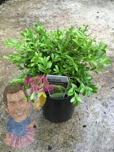 Buxus Microphylla microphylla korean box 6inch pot In Store @ Hello Hello Plants