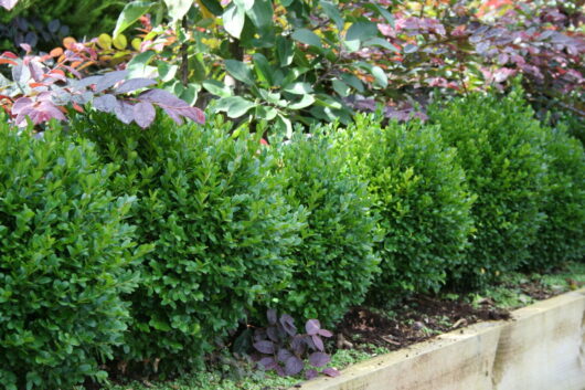 Row of neatly trimmed Buxus 'Dutch Box' 8" Pot shrubs in a garden.