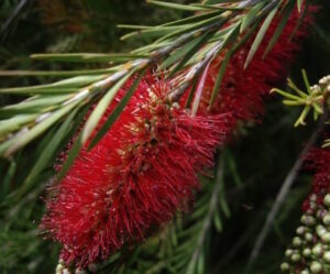 Close-up of a red Callistemon 'Packers Selection' 6" Pot bottlebrush flower with green foliage in the background.