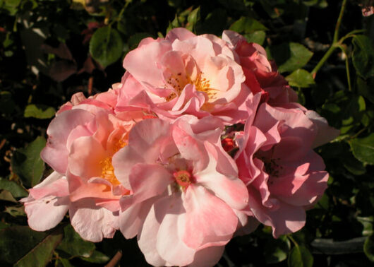 A cluster of Rose 'Clair Matin' Climber in full bloom.