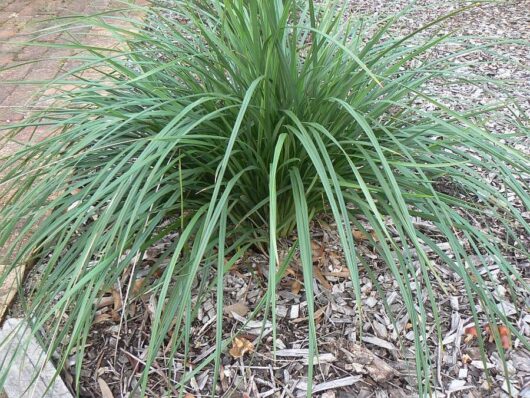 Lush Dianella 'Seaspray' Flax Lily 6" Pot growing in a landscaped garden bed with mulch.