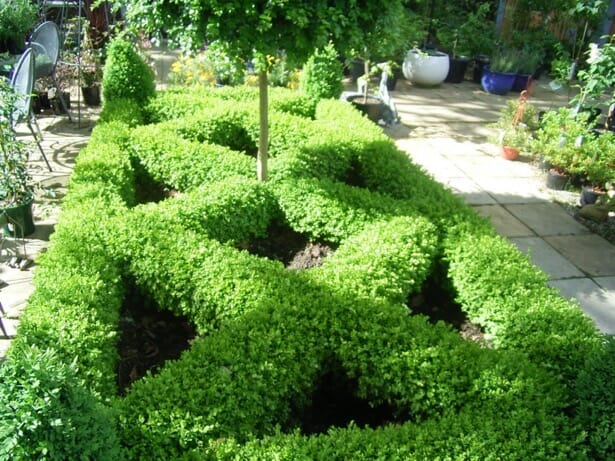 Box Hedging