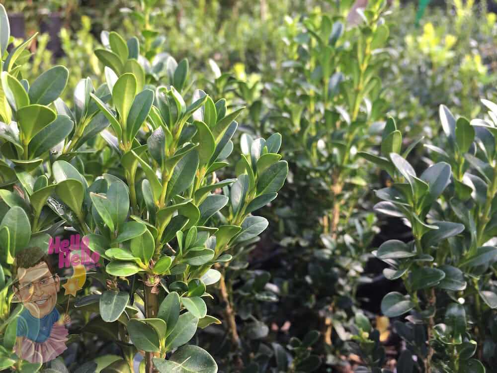 English Box - Hello Hello Plants & Garden Supplies