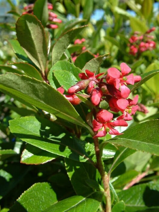 Vibrant red Escallonia 'Red Knight' 6" Pot flowers blooming among lush green leaves in sunlight.